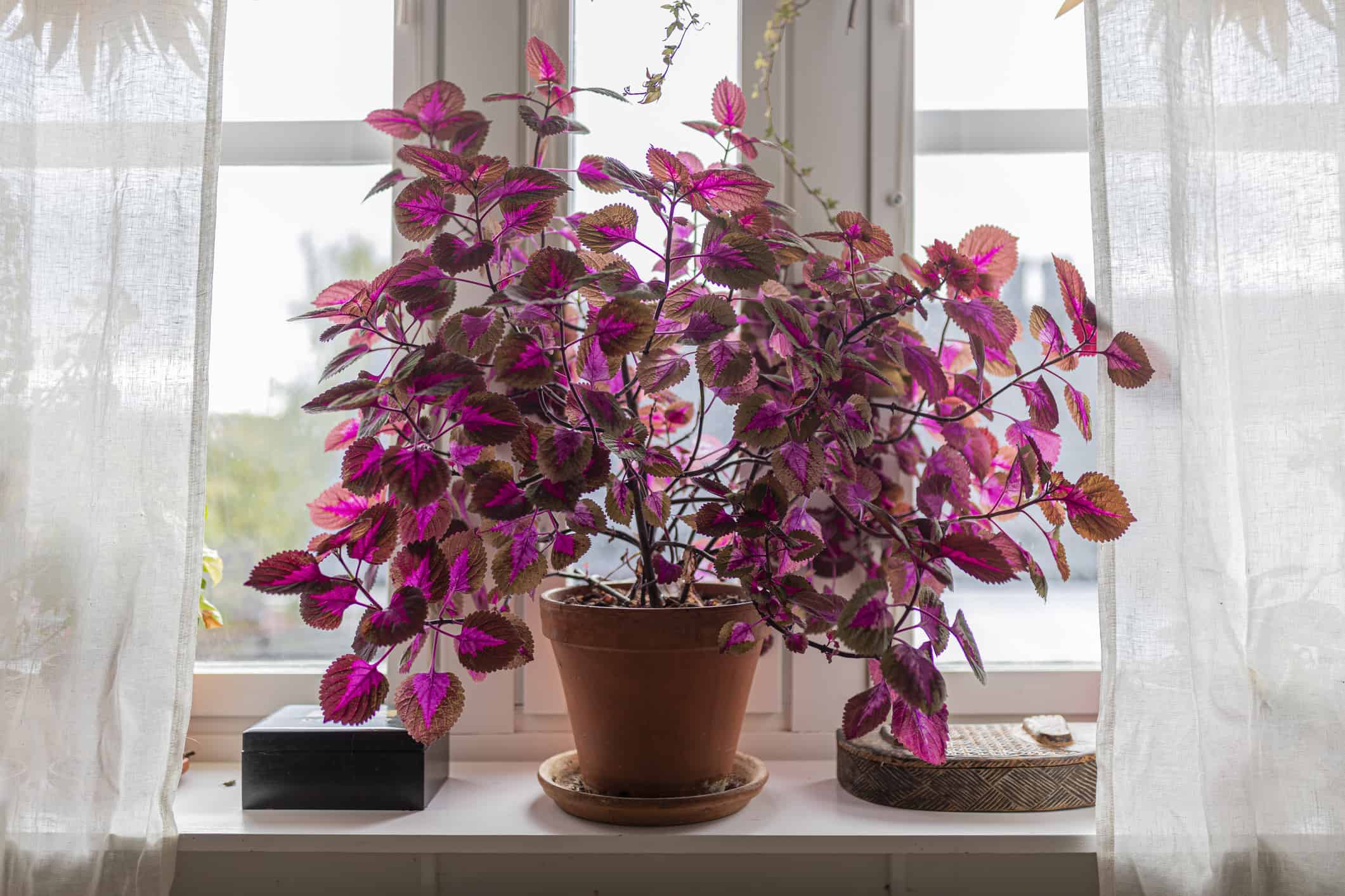 Coleus Plant Indoor: come coltivare con successo Coleus in vaso