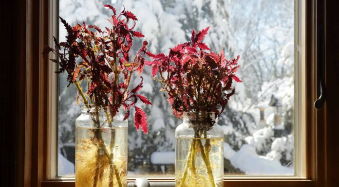 Come propagare il Coleus da seme o talee (con risultati sorprendenti ogni volta!)
