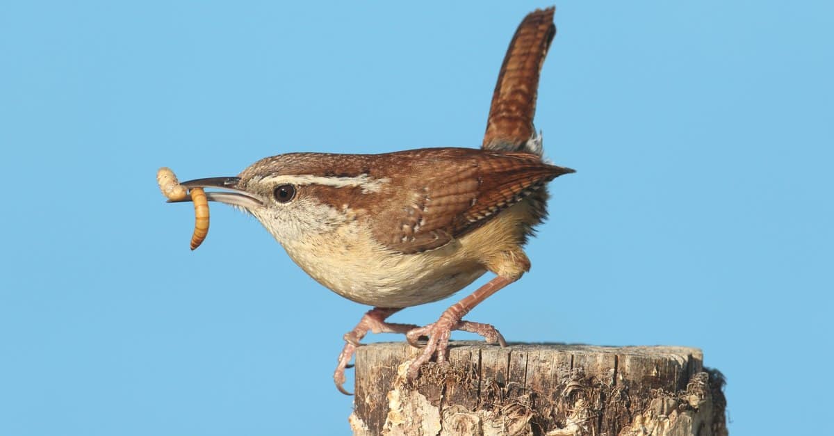 Casa Wren contro Carolina Wren