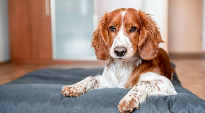  I cani possono mangiare i limoni o no?  Cosa dice la scienza
