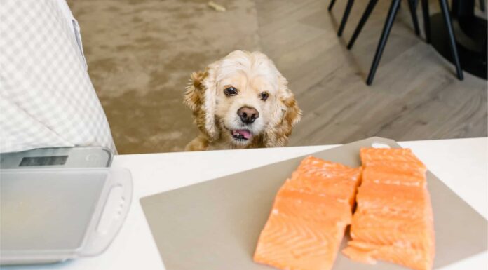 7 motivi per cui il salmone è sicuro da mangiare per i cani
