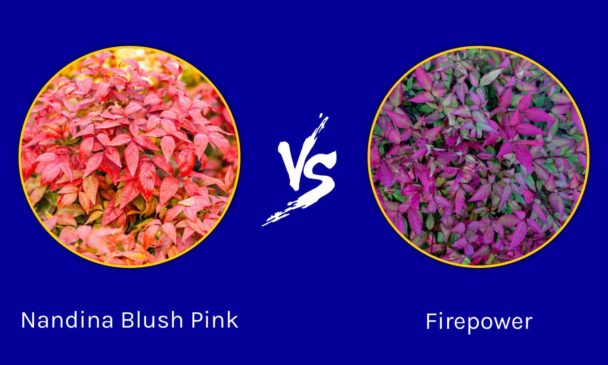 Nandina Blush Pink vs Firepower: c'è differenza?