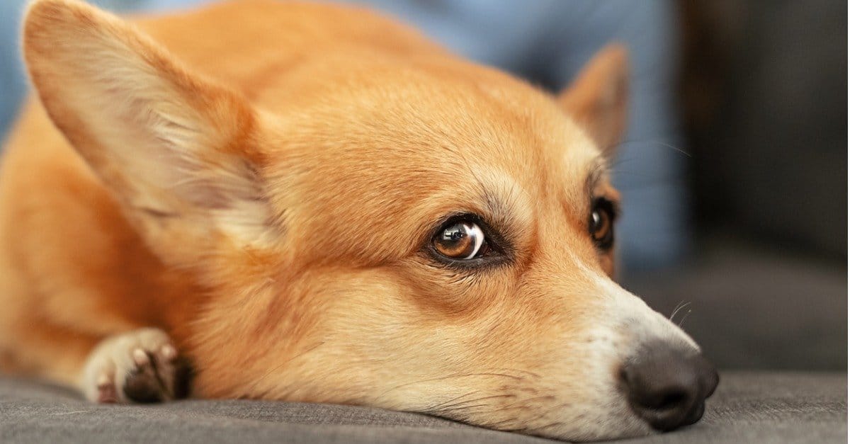 Quanto tempo impiega un cane a riprendersi da un ACL lacerato?