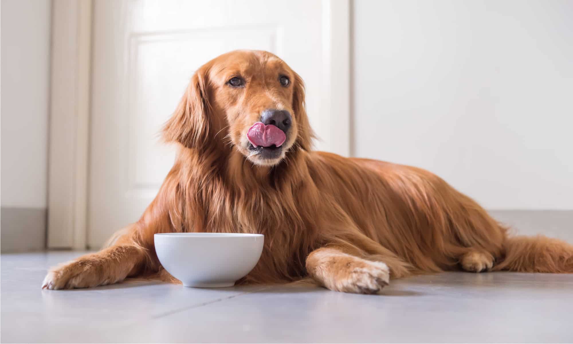 3 motivi per cui i cani non possono mangiare le noci pecan in modo sicuro