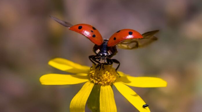 Cacca di coccinella: tutto quello che avresti sempre voluto sapere
