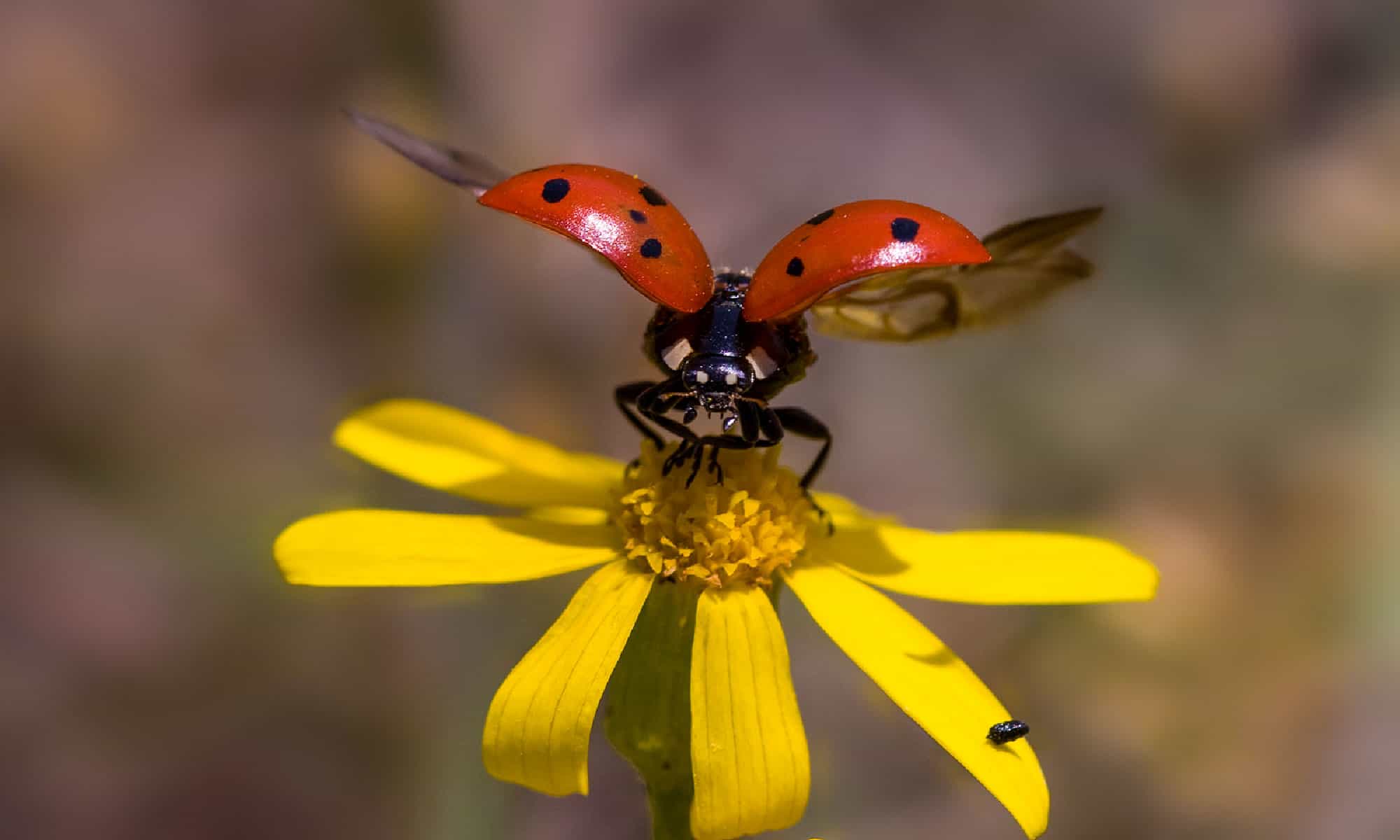 Cacca di coccinella: tutto quello che avresti sempre voluto sapere