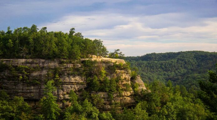 Bald Cypress Tree, Beauty, Environment, Grass Area