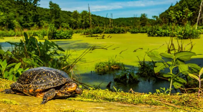 10 tartarughe nel Maryland
