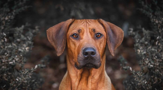 L'influenza nei cani: sintomi, trattamento e prevenzione
