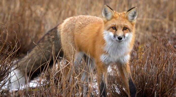 10 fatti incredibili di Fox
