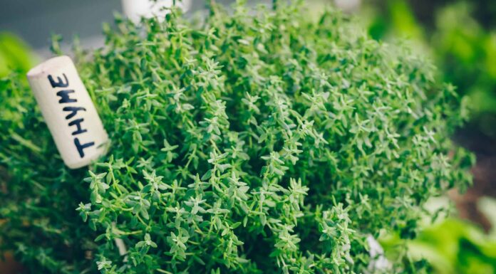 Il timo è perenne o annuale?
