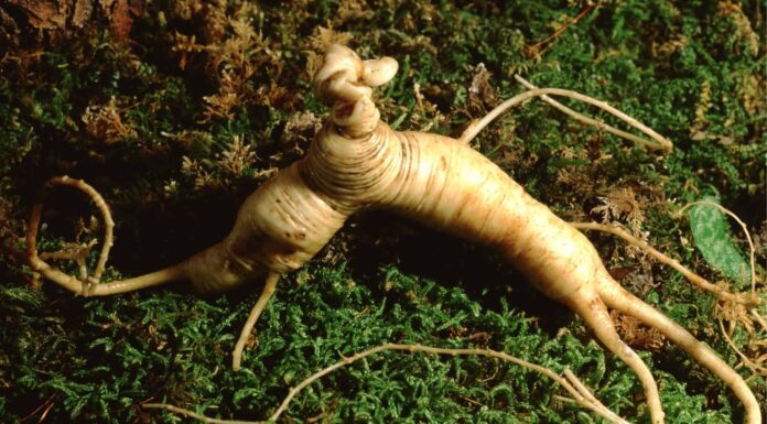 American Ginseng vs Korean Ginseng