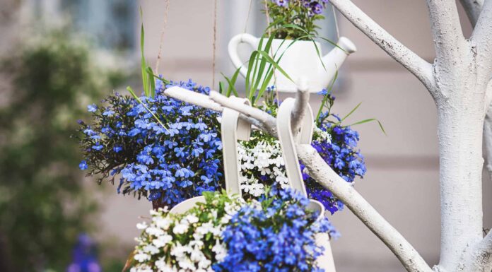 17 migliori fiori annuali per i giardini dell'Ohio
