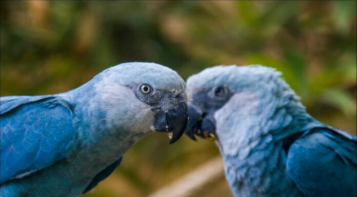 Quanti Ara blu sono rimasti nel mondo?
