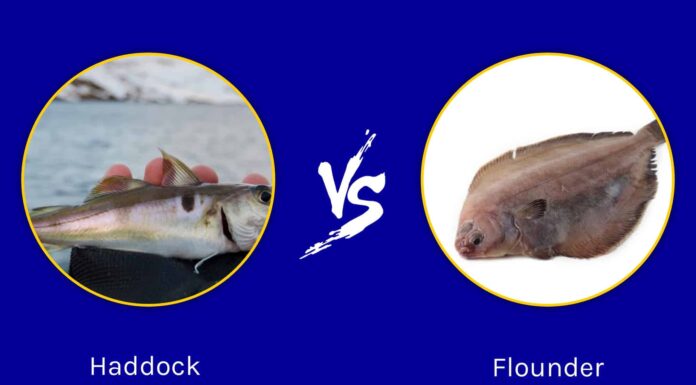 Haddock vs Flounder: quali sono le differenze?
