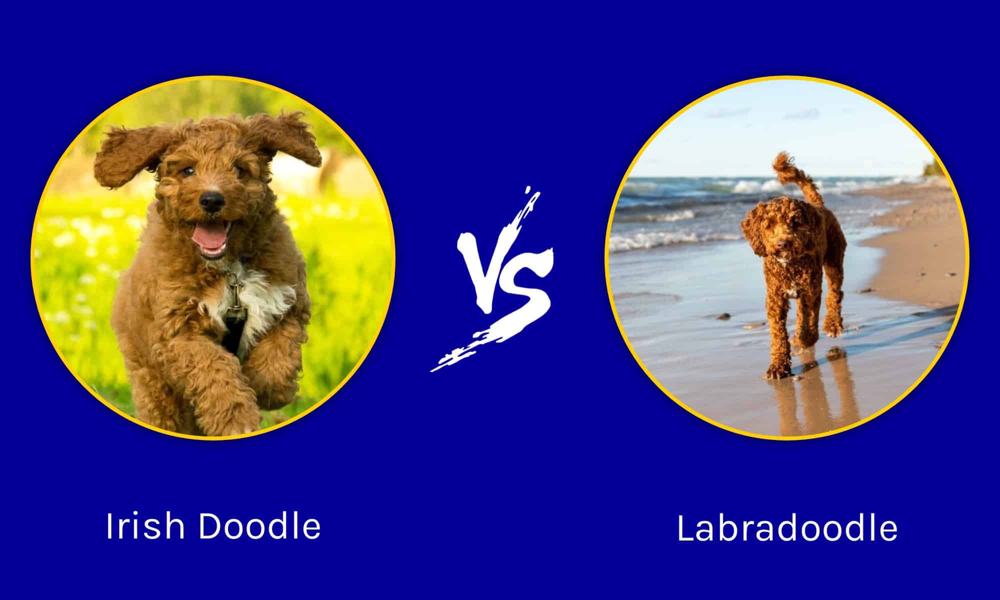 Irish Doodle vs Labradoodle: quali sono le differenze?