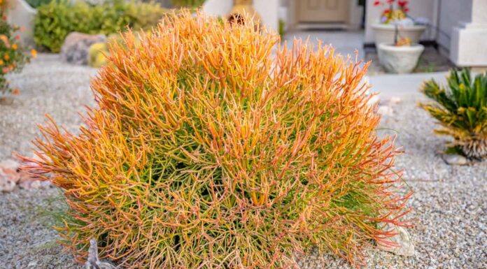 Pencil Cactus vs Fire Stick