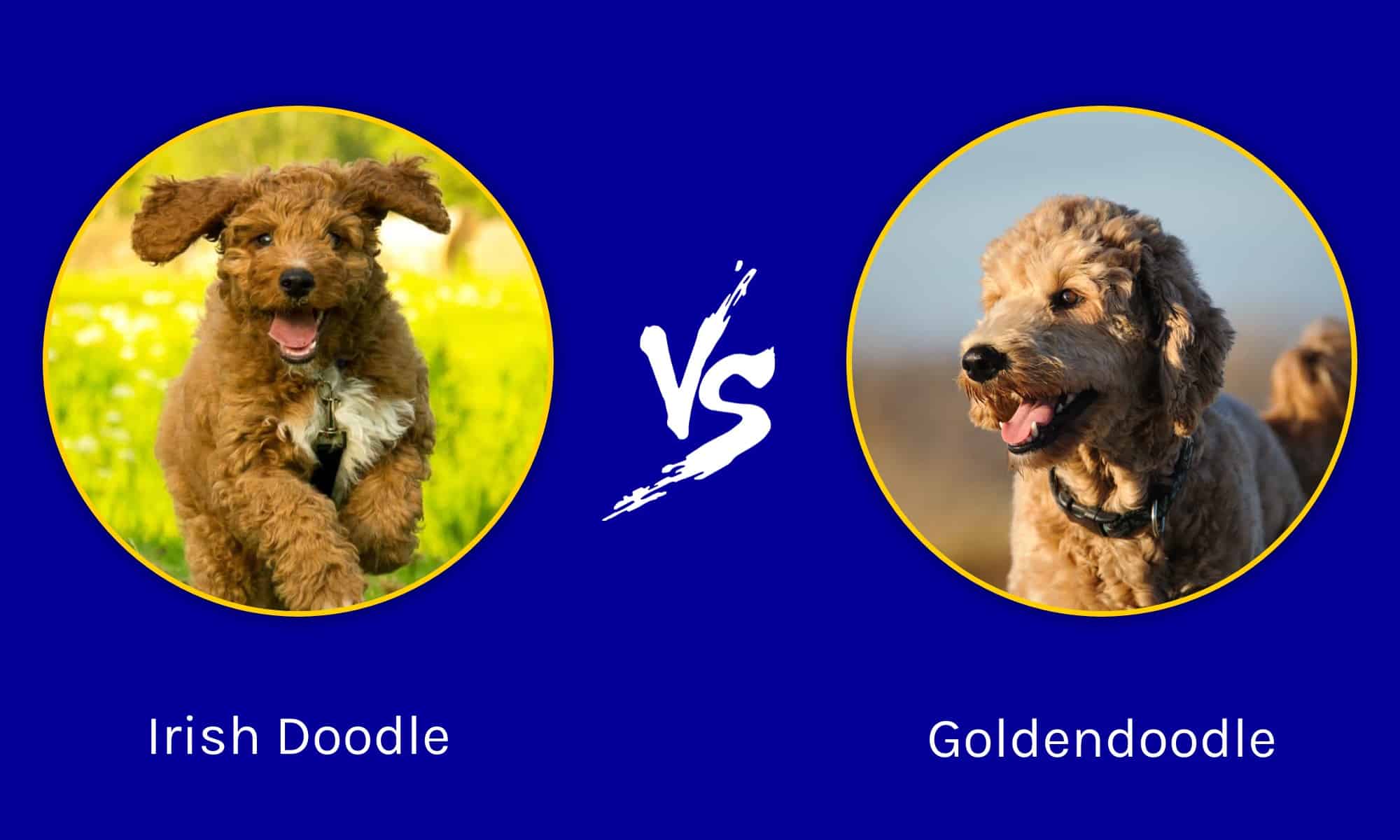 Irish Doodle vs Goldendoodle: quali sono le differenze?