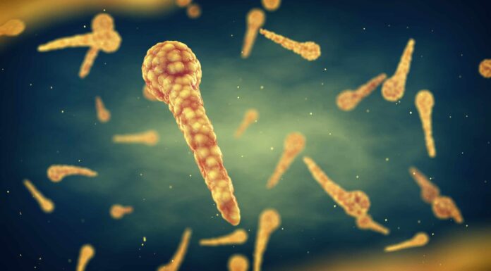 I cani possono prendere il tetano, quali sono i rischi?
