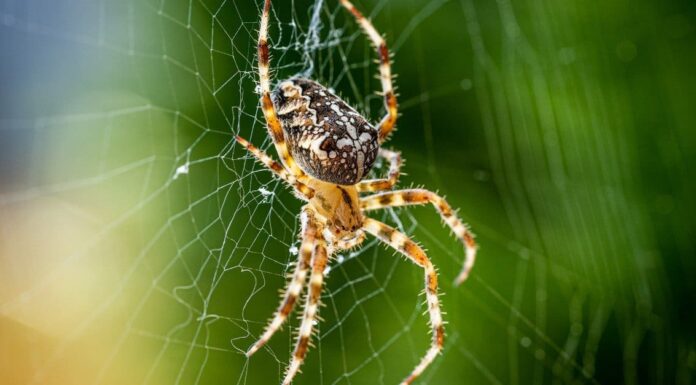Golden Gate Bridge, The United States