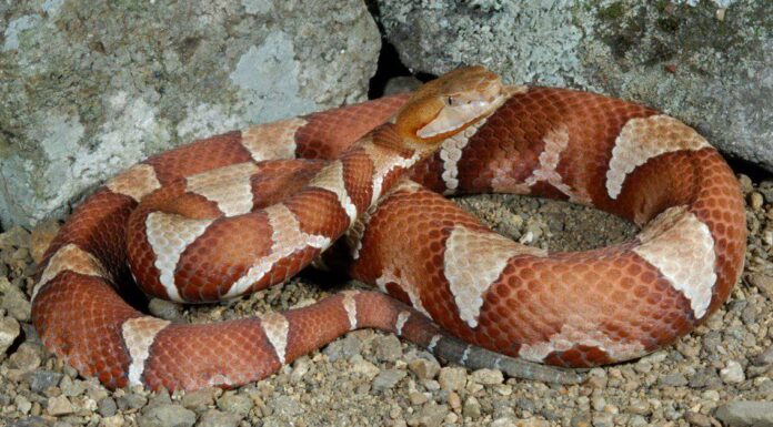 Copperhead vs Bullsnake: quali sono le differenze?
