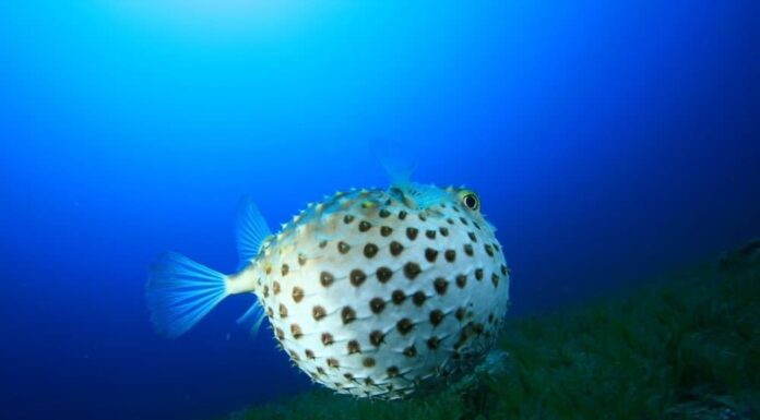 10 fatti incredibili sui pesci palla
