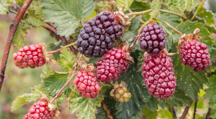 Boysenberry vs Blackberry