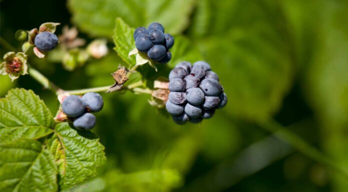 Dewberry vs Blackberry