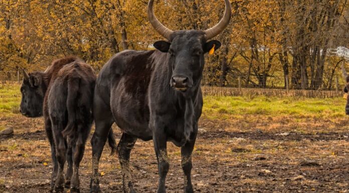 Beefalo with fall foliage backdrop