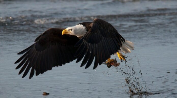 Da predatore a preda: guarda un'aquila calva tendere un'imboscata a un falco pescatore fuori Seattle
