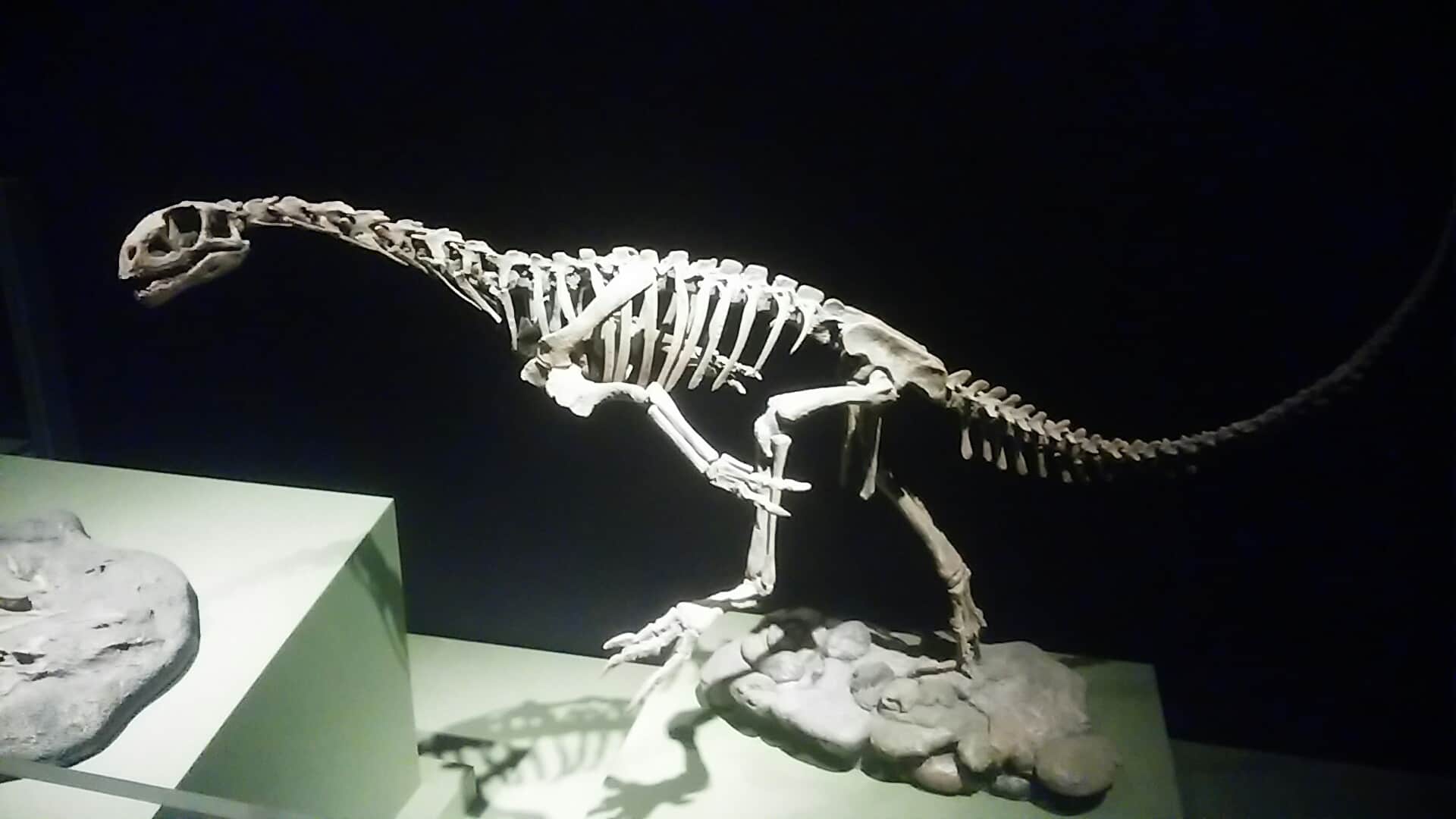 Incontra il grande dinosauro scoperto da un bambino di 7 anni