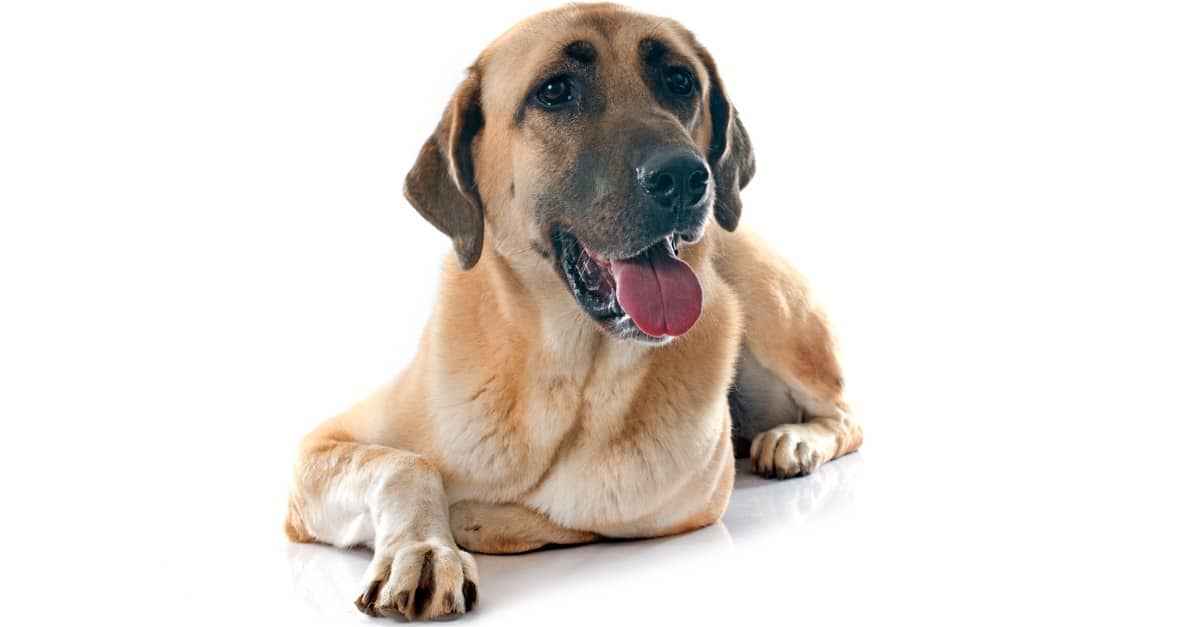 Pastore tedesco vs Kangal: spiegate le differenze chiave