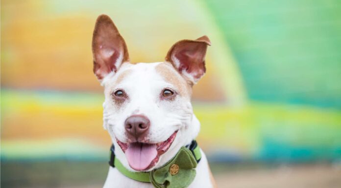 Malinois belga vs Pit Bull: quali sono le differenze?
