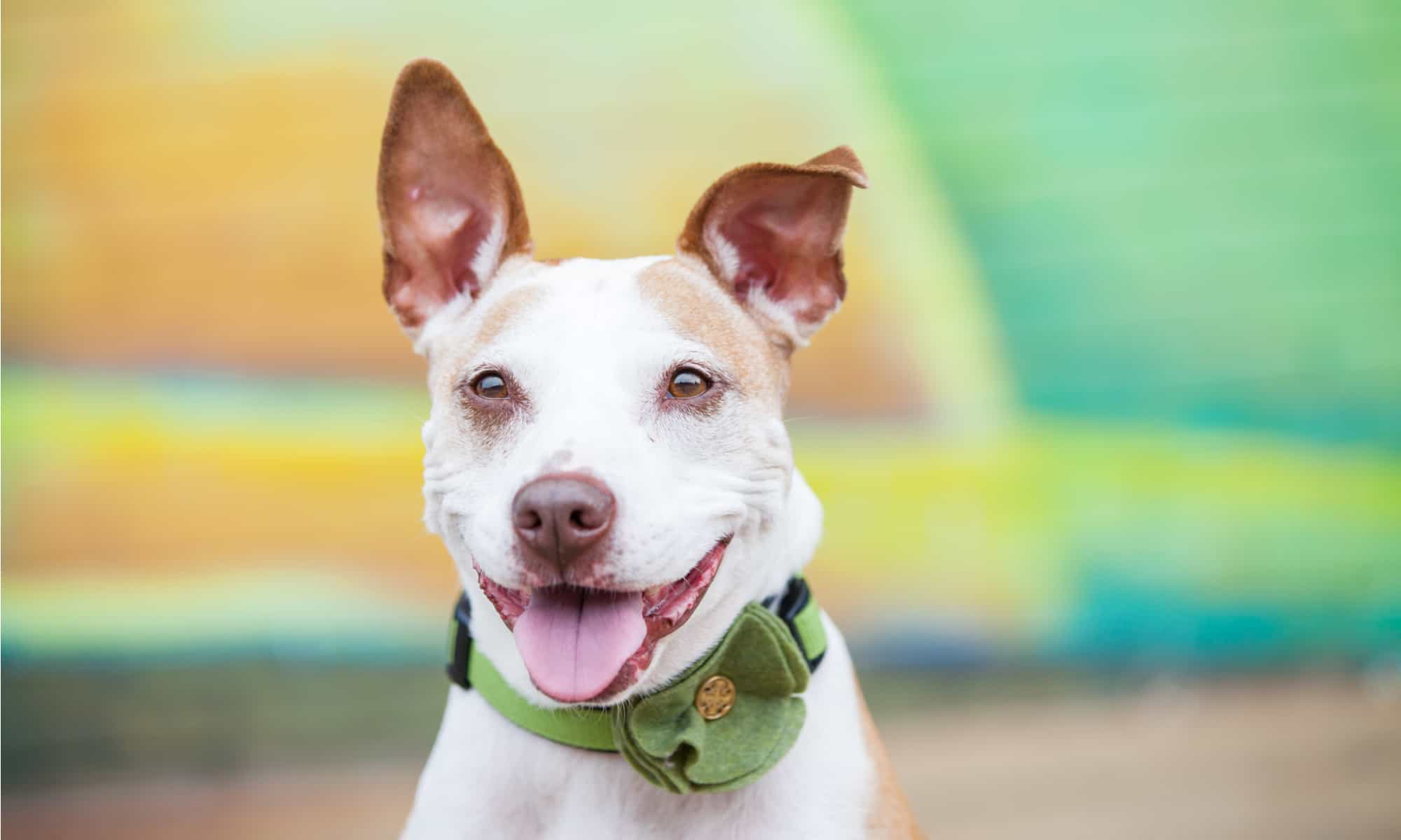 Malinois belga vs Pit Bull: quali sono le differenze?