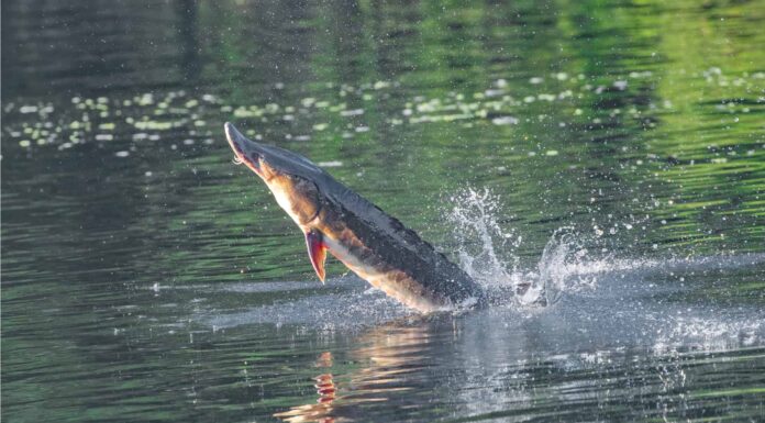 Gulf Sturgeon
