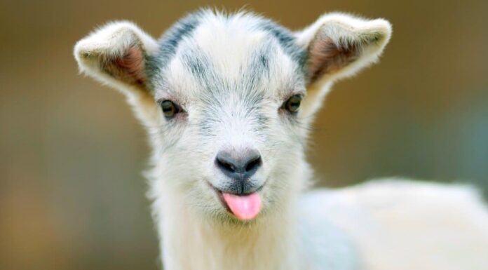 Capre urlanti: 3 volte le capre hanno urlato come gli umani (con video!)
