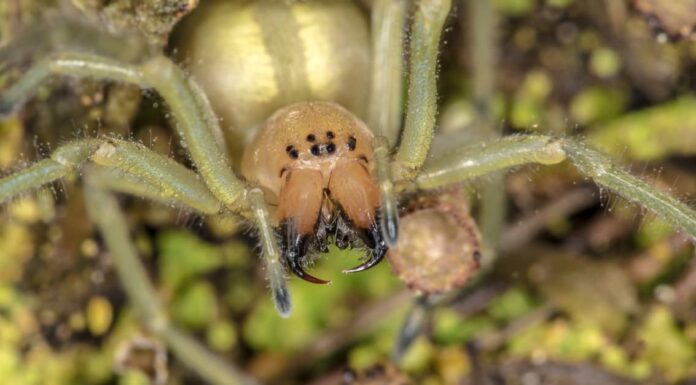 5 ragni velenosi (velenosi) in California
