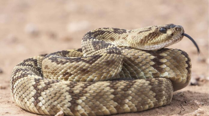 L'uomo guida la sua bicicletta dritto in una tana di serpenti a sonagli
