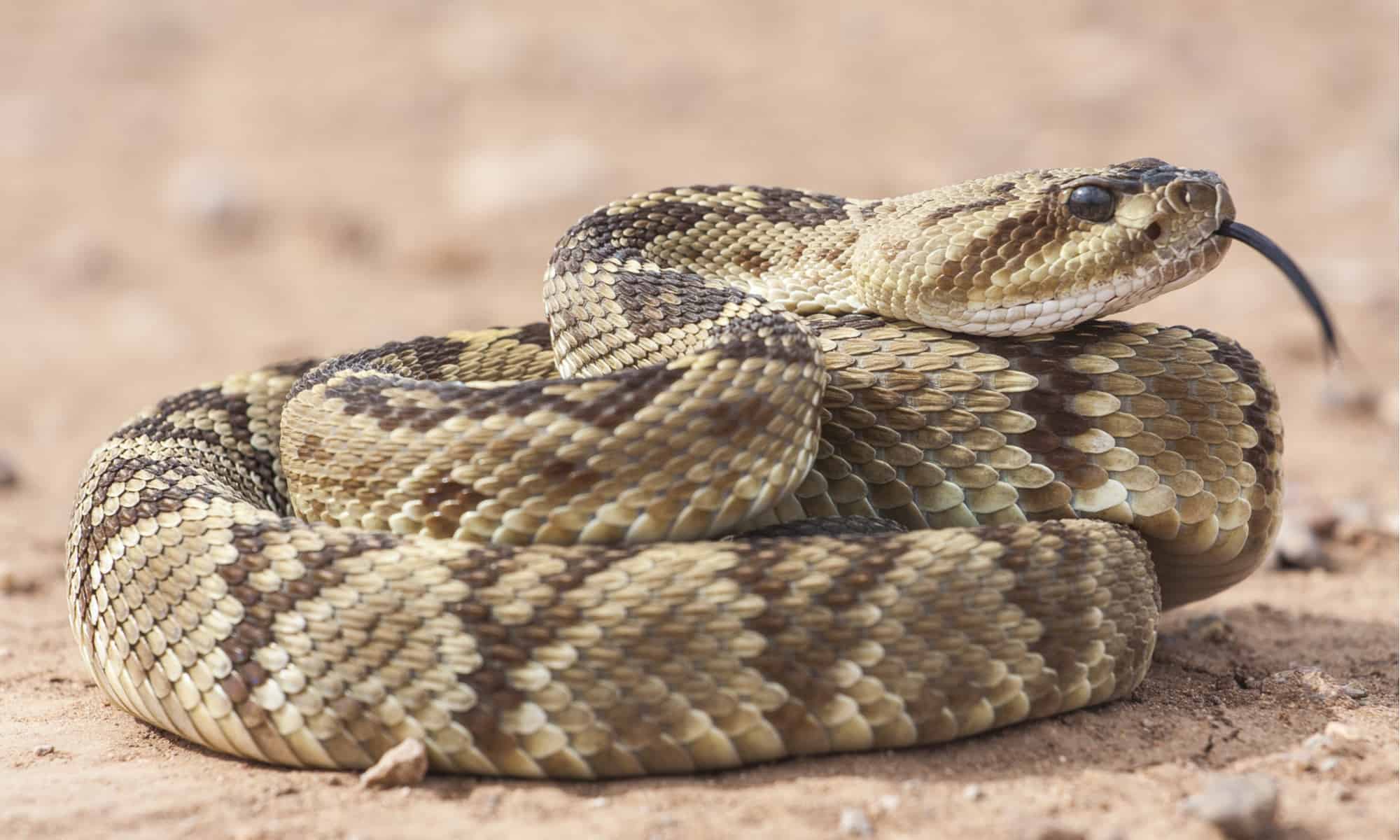 L'uomo guida la sua bicicletta dritto in una tana di serpenti a sonagli