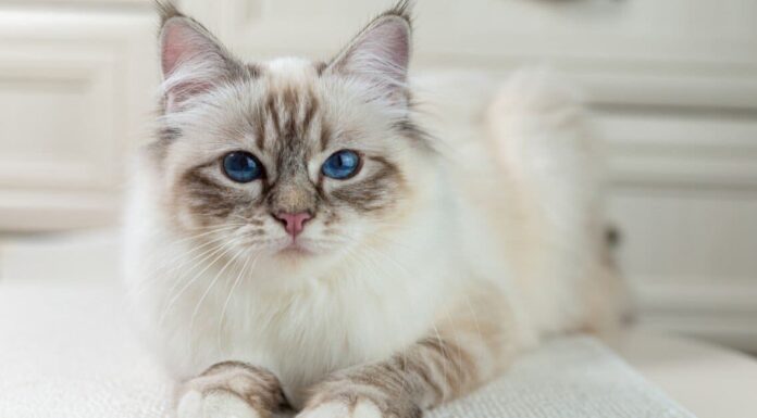 Gatto Birmano vs Gatto Siamese: quali sono le differenze?
