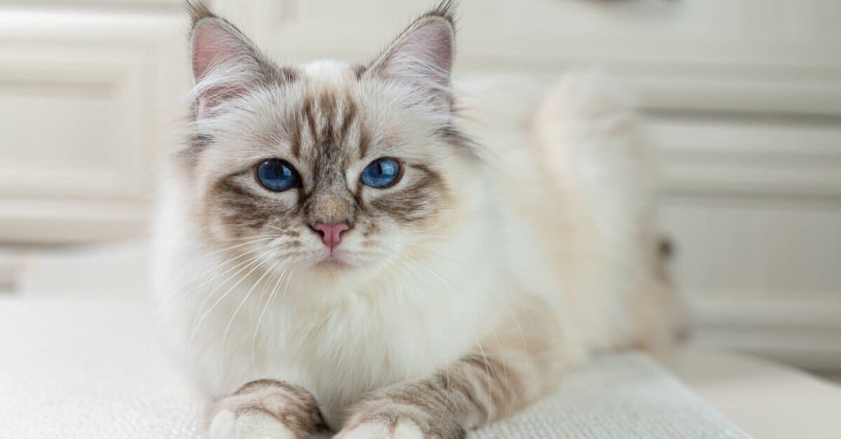 Gatto Birmano vs Gatto Siamese: quali sono le differenze?