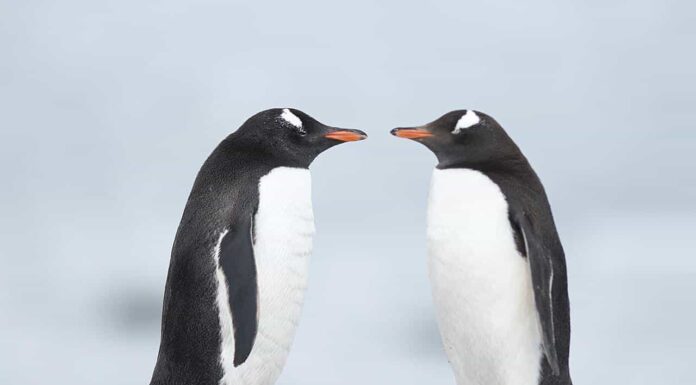 Adelie penguins colony on the iceberg Antarctica