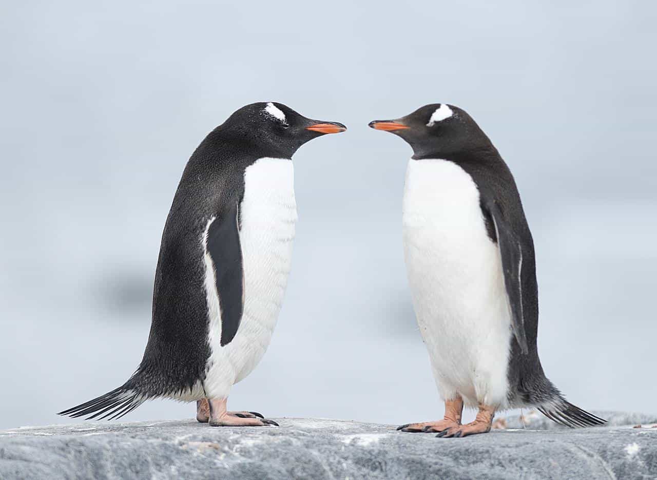 Adelie penguins colony on the iceberg Antarctica
