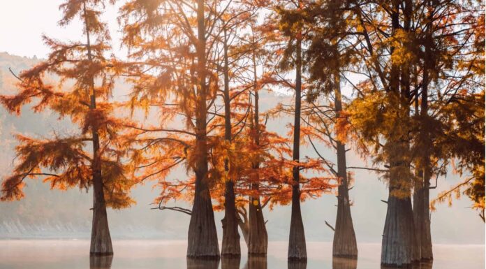 Pond Cypres vs Bald Cypress