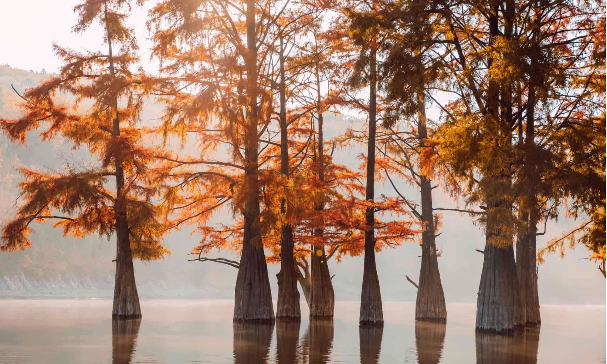Pond Cypres vs Bald Cypress