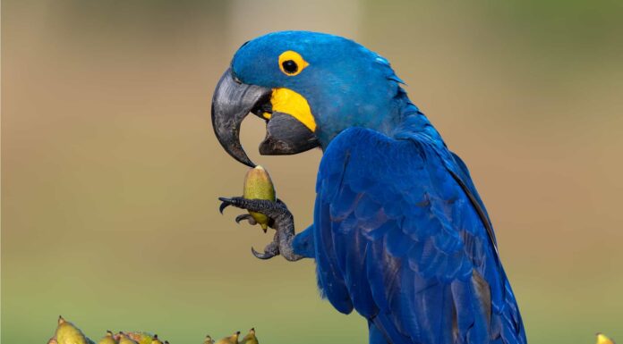 10 fatti incredibili sull'ara
