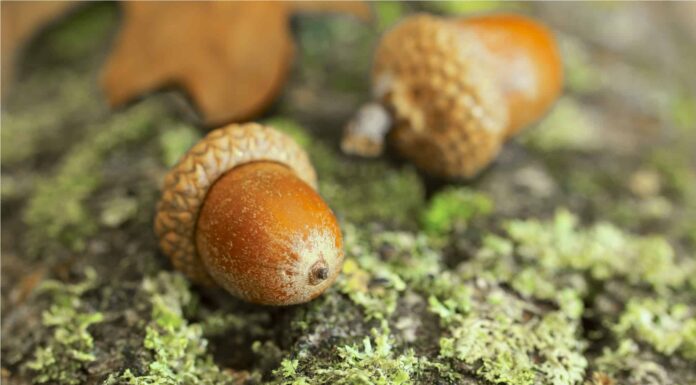 The largest acorn ever found belongs to the Chicalaba oak tree