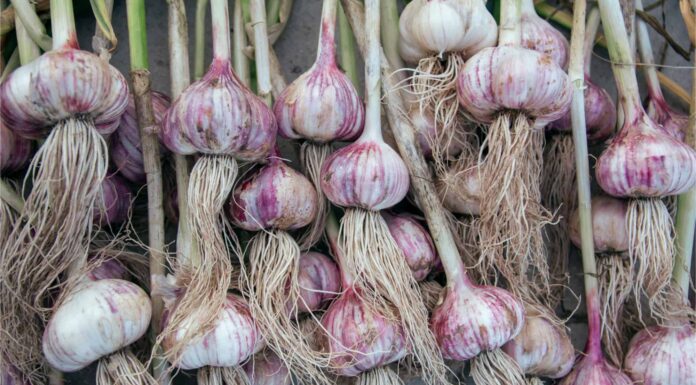 3 motivi per cui l'aglio non è sicuro per i cani
