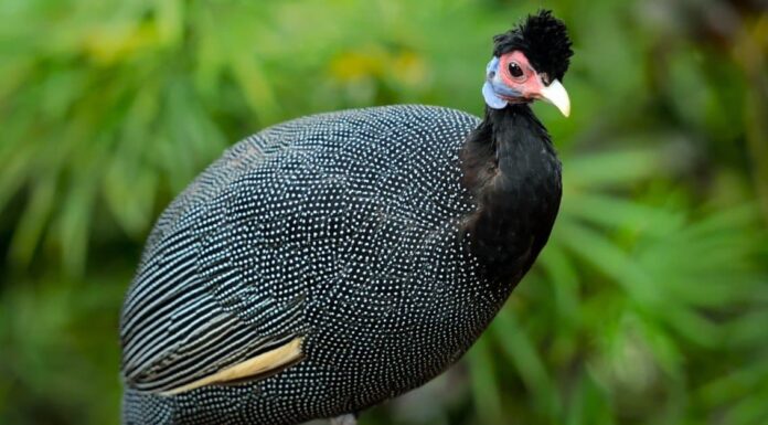 Faraona vs Turchia: sei differenze chiave
