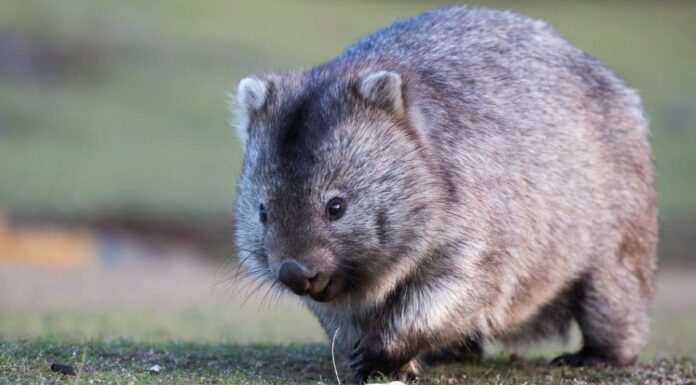 Wombat Poop: Perché il Wombat Scat è a cubetti?
